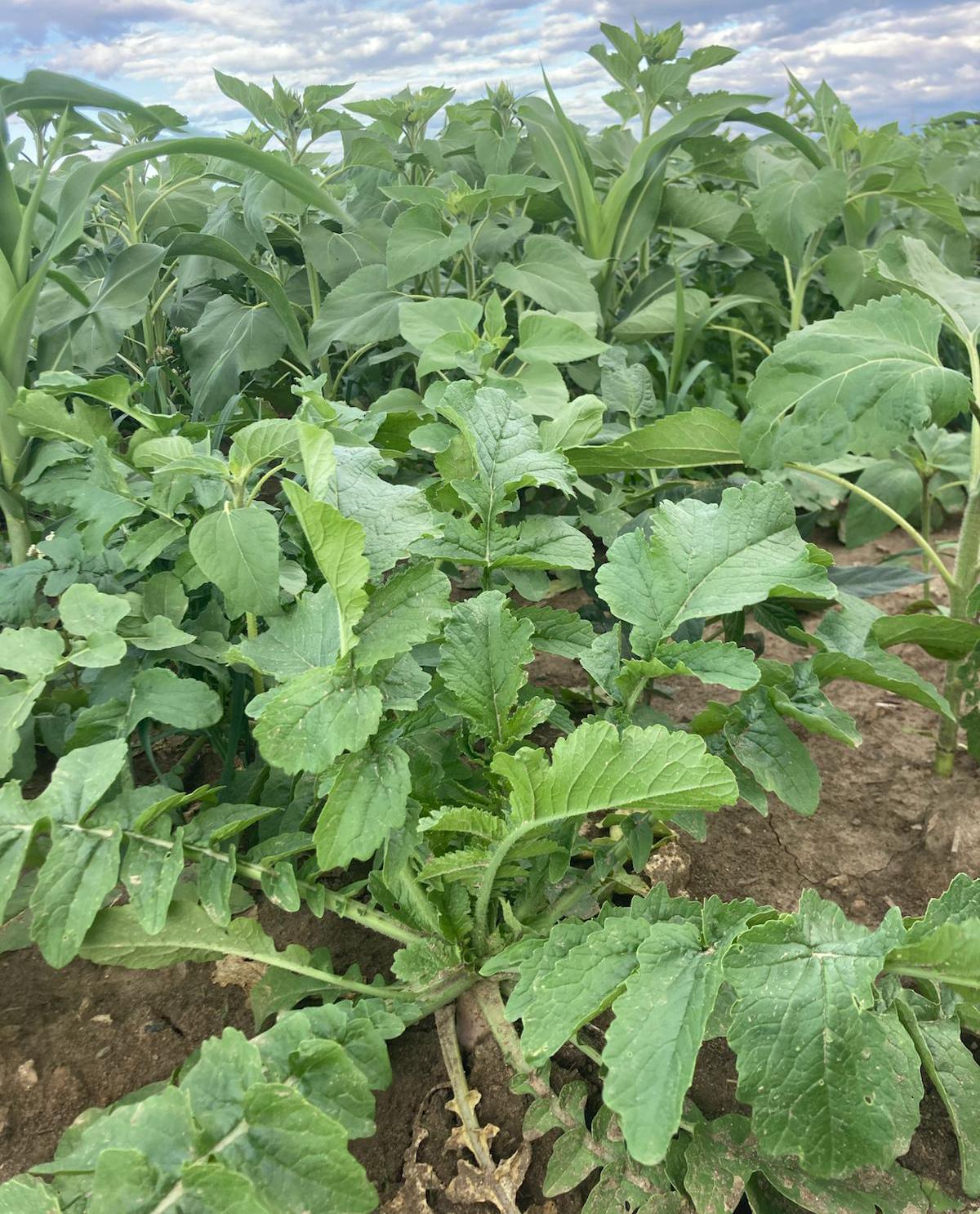 Daikon radish crops growing in the foreground, with sorghum-sudangrass and sunflower in the background.